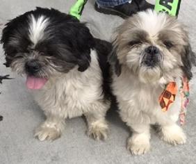 Shih Tzu Dogs for adoption in Charlotte, NC, USA