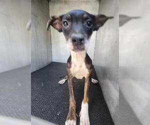 American Staffordshire Terrier-Unknown Mix Dogs for adoption in San Antonio, TX, USA