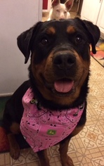 Rottweiler Dogs for adoption in Livonia, MI, USA