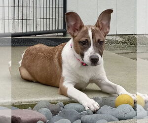 Pomeranian-Unknown Mix Dogs for adoption in Olalla, WA, USA