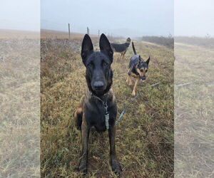 Mutt Dogs for adoption in Stevens Point, WI, USA