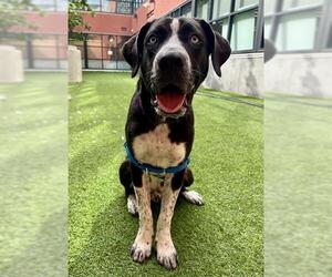 Great Dane-Labrador Retriever Mix Dogs for adoption in San Francisco, CA, USA