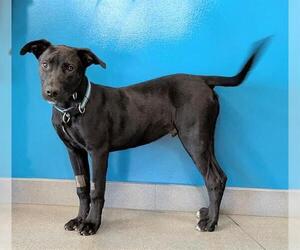 Labrador Retriever-Unknown Mix Dogs for adoption in San Martin, CA, USA