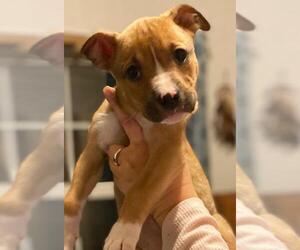 Bullboxer Pit Dogs for adoption in Clarkston, MI, USA