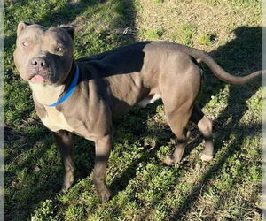 Mutt Dogs for adoption in Riverside, CA, USA