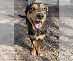 Australian Kelpie-Unknown Mix Dogs for adoption in Conroe, TX, USA