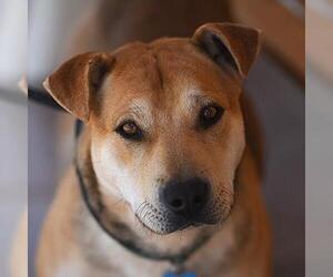 Chinese Shar-Pei Dogs for adoption in Kanab, UT, USA
