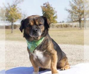 Pembroke Welsh Corgi Dogs for adoption in Carrollton, TX, USA