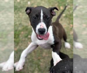 American Pit Bull Terrier-Unknown Mix Dogs for adoption in Texas City, TX, USA