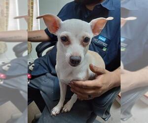 Chihuahua-Unknown Mix Dogs for adoption in San Antonio, TX, USA
