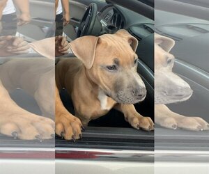 Labrador Retriever-Unknown Mix Dogs for adoption in Sanford, FL, USA