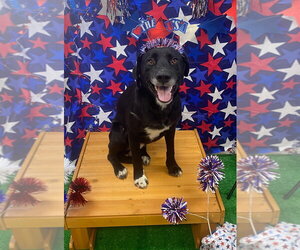 Labrador Retriever-Unknown Mix Dogs for adoption in Bryant, AR, USA