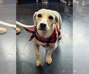 Chiweenie Dogs for adoption in St. Louis Park, MN, USA