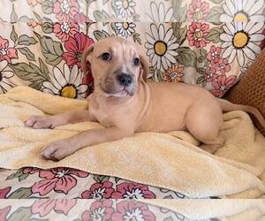 Muscle Mastiff Dogs for adoption in Pompano Beach , FL, USA