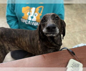 Mutt Dogs for adoption in Raleigh, NC, USA