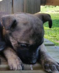 Brat Dogs for adoption in SHERBURNE, NY, USA