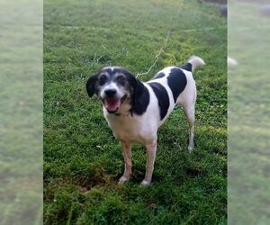 Pointer-Unknown Mix Dogs for adoption in Crystal, MN, USA