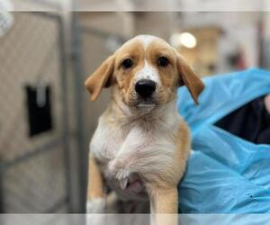 Mutt Dogs for adoption in Raleigh, NC, USA