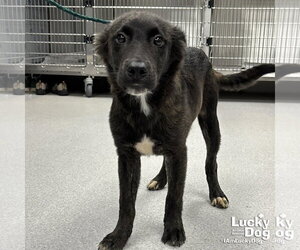 Colonial Cocker Spaniel-Retriever  Mix Dogs for adoption in Washington, DC, USA