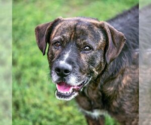 Sheprador Dogs for adoption in Godfrey, IL, USA