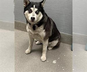 Siberian Husky-Unknown Mix Dogs for adoption in Las Vegas, NV, USA