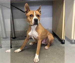 Mutt Dogs for adoption in Camarillo, CA, USA