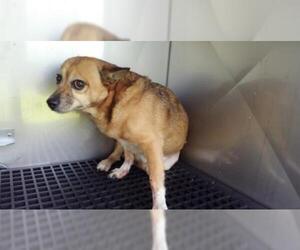 Cowboy Corgi Dogs for adoption in Fort Lauderdale, FL, USA