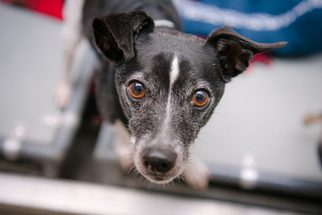 Rat Terrier Dogs for adoption in Oceanside, CA, USA
