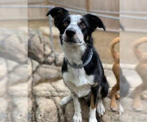 Border Collie Dogs for adoption in Warwick, RI, USA