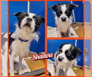 Shih Tzu-Unknown Mix Dogs for adoption in Pierceton , IN, USA