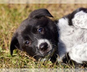 Mutt Dogs for adoption in Grasswood, Saskatchewan, Canada