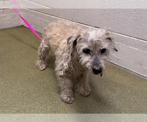 Poodle (Miniature)-Unknown Mix Dogs for adoption in Moreno Valley, CA, USA