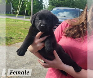 Labrador Retriever-Unknown Mix Dogs for adoption in Royal Palm Beach, FL, USA