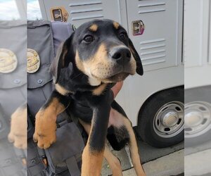 Shepradors Dogs for adoption in Lodi, CA, USA