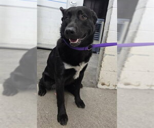 German Shepherd Dog Dogs for adoption in San Bernardino, CA, USA