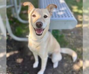 Mutt Dogs for adoption in Riverside, CA, USA