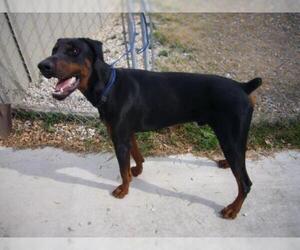 Small Doberman Pinscher