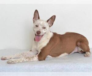 Mutt Dogs for adoption in Oroville, CA, USA