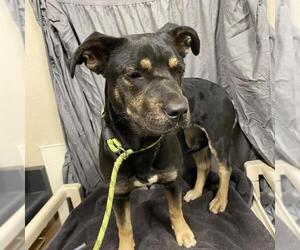 American Pit Bull Terrier-Dachshund Mix Dogs for adoption in Modesto, CA, USA