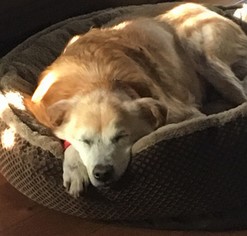 Golden Labrador Dogs for adoption in Naples, FL, USA