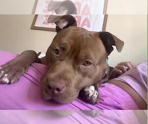 American Pit Bull Terrier-Unknown Mix Dogs for adoption in Incline Village, NV, USA