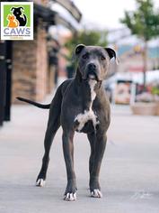 Small American Pit Bull Terrier-Great Dane Mix