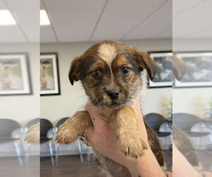 Shih Tzu-Unknown Mix Dogs for adoption in Bolivar, MO, USA