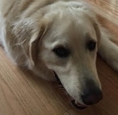 Golden Pyrenees Dogs for adoption in Silver Spring, MD, USA