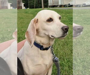 Beagle-Unknown Mix Dogs for adoption in Rustburg, VA, USA