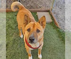 Shiba Inu Dogs for adoption in San Pablo, CA, USA