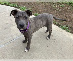 American Staffordshire Terrier-Unknown Mix Dogs for adoption in Davis, CA, USA