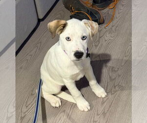 Siberian Husky-Unknown Mix Dogs for adoption in GILBERTS, IL, USA