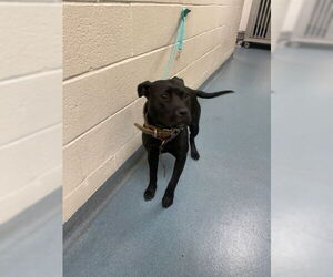 American Pit Bull Terrier Dogs for adoption in West Palm Beach, FL, USA