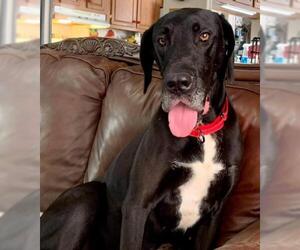 Great Dane Dogs for adoption in Rockaway, NJ, USA